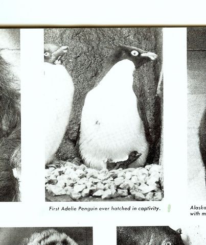 1977zoologicalsociety2[1] [640x480].JPG